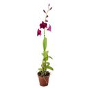 American Plant Exchange Live Dendrobium Orchid, Assorted Colors, Flowering Houseplant, 4" Pot in Black | Wayfair ORCHIDDEN04"