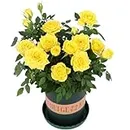 2 Live Yellow Rose Plants (Rosa) - 5-7 Inch Tall, Perfect for Yard & Home Garden Decoration - Fast Growing, Low Maintenance
