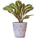 Maranta Fascinator Tricolour Prayer Plant, Potted Houseplant, The Perfect House Plant Delivered Next Day Ideal for Home or Office (20-30cm Approx.)
