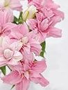 Lily Bulbs Lilium Flower Bulbs Perennials Flower Bulbs for Planting Indoor and Outdoor (3 Bulbs,Pink-A)