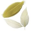 Trendy Retail® 100pcs Natural Magnolia Leaf for Scrapbooking DIY Craft Decors Light Yellow