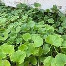 400+ Pennywort Gotu Kola Centella Asiatica Rau Ma Seeds for Planting - Asiatic Pennywort Herb Perennial Plant Culinary Vegetable