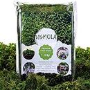 Usmola Fake Moss, Artificial Green Moss for Potted Plants Fairy Garden Accessories, 4OZ (Fresh Green)
