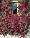 SRI SAI FORESTRY Petunia Flower Seed Mix Color Plant Flower Seeds for Home Garden Terrace Apartments Balcony