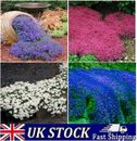 300 semillas de tomillo rastreado plantas multicolores flores semillas de jardín perennes Reino Unido