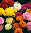 Ranunculus Bulbs  - Mixed Colors - 25 Bulbs 