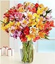 BloomsyBox: 24 Multicolored Alstroemeria Bouquet Flowers, Two Dozen, Long Lasting & Hand-Tied, Farm Fresh Cut Flowers Bouquet, birthday flowers,anniversary Flowers | No Vase