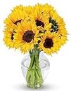 BENCHMARK BOUQUETS - 10 Stem Sunflowers (Glass Vase Included), Next-Day Delivery, Gift Mother’s Day Fresh Flowers