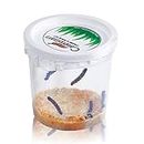 Nature Gift Store 5 Live Caterpillars Shipped Now- Butterfly Kit Refill ONLY