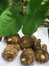 6 Taro Root Bulbs Edible Tropical Elephant Ear Colocasia Live Plant Fresh USA :)