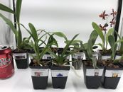 Orchids - 5+ Live Plants(Cattleya, Oncidium,Dendrobium,Vanda,Phalaenopsis)