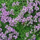 Purple Creeping Thyme - Thymus Serpyllum Herb Seeds, Magic Carpet Ground Cover Home Garden Planting by Heirloom Garden, 4000 Seeds