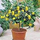 Mphmi Kagzi Nimboo, Lemon Tree - Plant Citrus Limonum, Limbu Home and Garden