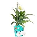 Costa Farms Peace Lily Spathiphyllum, Live Indoor Plant Decorated in Gift-Wrap, 15-Inch