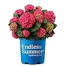 1 Gallon Endless Summer Summer Crush Hydrangea Shrub