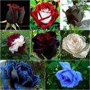 Mixed Multi-Colour Rose Seeds Home Gardening Flower Plant Seed FREE POST AUST