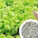GROW DELIGHT Lettuce (Lettuce) 250 + Vegetable Seeds for Home Garden, Organic & Hybrid, Perfect for Home Gardening, Planting For Pots and Patio