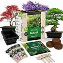 REALPETALED Bonsai Starter Kit – Japanese Bonsai Tree Kit with Bonsai Tools, 7 Bonsai Tree Seeds, Pots – Complete Grow Your Own Bonsai Tree Live Kit – Plant Lover Gifts Home Gifts for Men and Women