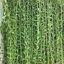 Seedtrees Live Parda Bel Curtain Creeper Vernonia Best Attractive Evergreen Climber Exotic Tropical Garden Live Plant With Pot