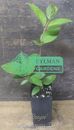 Peegee Hydrangea - Hydrangea paniculata 'Grandiflora' Live Plant 8 to 12 inches