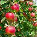 Apple tree live plant hybrid || live hybrid plant for apple tree (pack of 1)