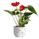 Costa Farms Anthurium Live Plant, Indoor Houseplant with Blooming Flowers, Potted in Cute Decor Flower Pot, Real Plant Gift for Anniversary, Housewarming, Room Decor, 10-12 Inches Tall