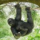 THE ENCHANTED GARDEN Hanging Gorilla Large Garden Statue Outdoor Ornament