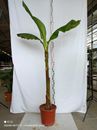 Musa Basjoo pianta gigante in fibra giapponese banana resistente 200-250 cm