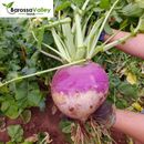 Swede American Purple Top 150+ seeds vegetable garden Easy Grow  V14