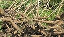 Tapioca Stem/Cassava Stem Seed/ 5 stem per packet