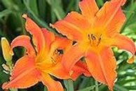 FERNSFLY® IMP. Daylily | Hemerocallis | Daylilies | Day Lily Excellent Quality Flower Bulbs Aromatic Flower Plant Home Outdoor Gardening Plants Flowering Bulbs (Pack Of 16 Primal Scream)