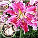 Germinazione dei semi: 1 lampadina:"Fresh Dug" orientale rosa Stargazer Star Gazer Lily Lilium 1~15 Bulbo