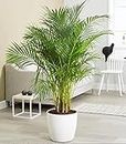 Guruji Plantation Live Areca Palm PLant Indoor Outdoor Real Houseplant Air Purifier Approved by NASHA for Home, Office, Garden Decor (Pack1of Healthy Small Size Plant)