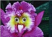 Semi di Orchidee in Vaso di Colore Misto 120Pcs Top World Rare Orchids Semi di Fiori per piante da giardino di casa