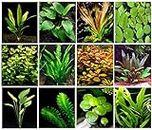50 Live Aquarium Plants / 12 Different Kinds - Amazon Sword, Anubias, Java Fern, Ludwigia, Egeria and Much More! Great Plant Sampler for 45-55 Gal Tanks
