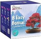 Bonsai Tree Kit | Grow Your own 8 Beautiful Bonsai Tree Varieties at Home| Complete Growing kit – Suitable for Beginners to Experts - Grow Indoor Plants – Memorable Gift for Women, Men and Children