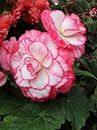 Radha Krishna Agriculture®️ Rare Variety White with pink border Begonia Flower Bulbs Easy Growing For All Season Gardening In Home And Garden Pack Of 2 Flower Bulbs