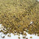 Garden Seeds ALFALFA 4500+ Seeds Sprout Sprouts Sprouting untreated - Non GMO