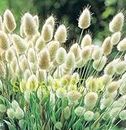 100 Pcs Rabbit Tail Grass Fescue Grass Seeds White Ground Cover Grass Seeds For Home Garden Seedsing: Only Seeds