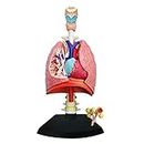 Puzzle Assembling Toy Human Lung Organ Anatomical Model Medical Teaching DIY Popular Science Appliances