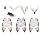 KTGCOZS Pack of 96 Realistic Fly Tying Wings Pre-Cut cicada Stonefly Wings Fishing Baits