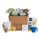 Costa Farms Live Indoor Plants Monthly Subscription Box - Easy Care Clean Air Houseplants, Succulents, Cacti Mix - For Plant Lovers or Gift