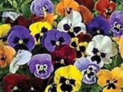 Inverno fioritura Pansy 300 semi - Viola Wittrockiana Hiemalis - Biancheria da letto invernale - NPWS