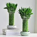 UNNATI9GROUP Lucky Wheel Bamboo Lucky Bamboo - Best for Office & Home Indoor Garden Gift A Good Luck (Pack of 2)
