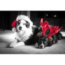 The Holiday Aisle® Christmas Card Dogs by Goldyrocks - Wrapped Canvas Photograph Canvas | 20 H x 30 W x 1.25 D in | Wayfair