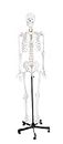 LABZIO by EISCO - Fibrous Human Skeleton Model Showing Spinal Nerves, Joints, 3 Part Skull with Calvarium and Jaw, Anatomical, Detailed Model, Perfect for Orthopedic Research (170 cm, Multicolour)