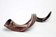 New 29"-33" Yemenite Shofar Horn Kudu Polished Natural