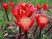 Flower Bulbs Imported Summer Harvest Elegance Football Lily/Scadoxus Beauty for Indoor Gardening Blooms and Healthy Growth flower bulb Multi Mix Coccineus (Pack Of 3 Bulbs)