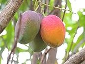 Bahan Traders Plants, Seeds & Bulbs Mango Plant, Thailand Exclusive All Time Baramasi Sweet Mango Grafted Fruit Tree for Garden & Outdoors