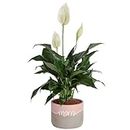 Costa Farms Peace Lily Plant, Live Indoor Houseplant with Flowers Potted in Indoors Garden Plant Pot, Air Purifying Potting Soil, Birthday, Mother's Day Gift, Home and Room Decor, 1-Foot Tall
